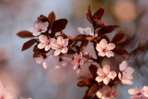 Fleurs de Prunus 2ï€¢4 by JeÌroÌ‚me Boivin